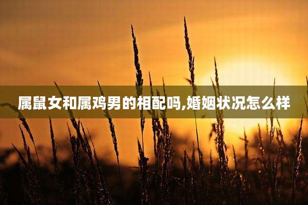 属鼠女和属鸡男的相配吗,婚姻状况怎么样