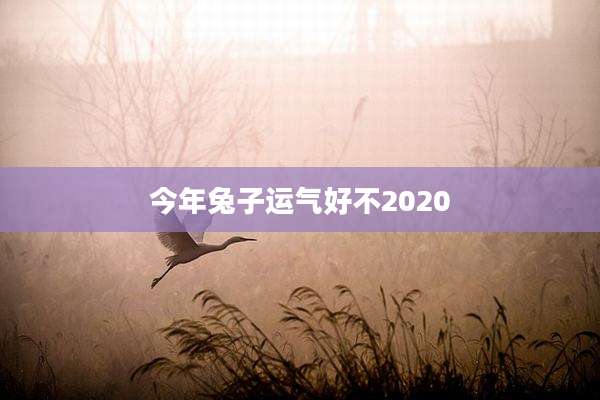 今年兔子运气好不2020