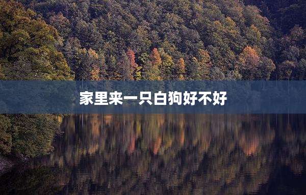 家里来一只白狗好不好