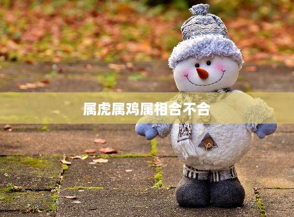 属虎属鸡属相合不合