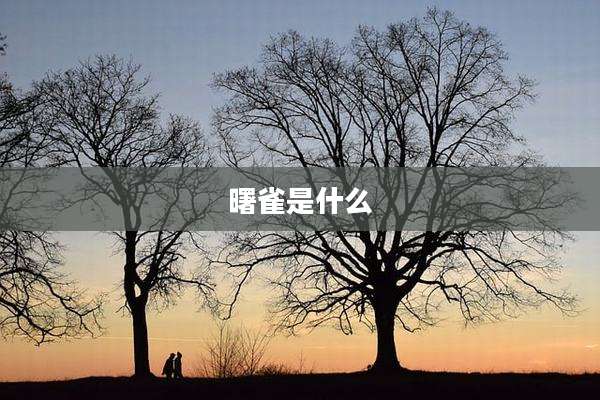 曙雀是什么