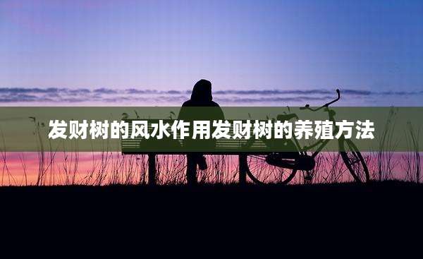 发财树的风水作用发财树的养殖方法