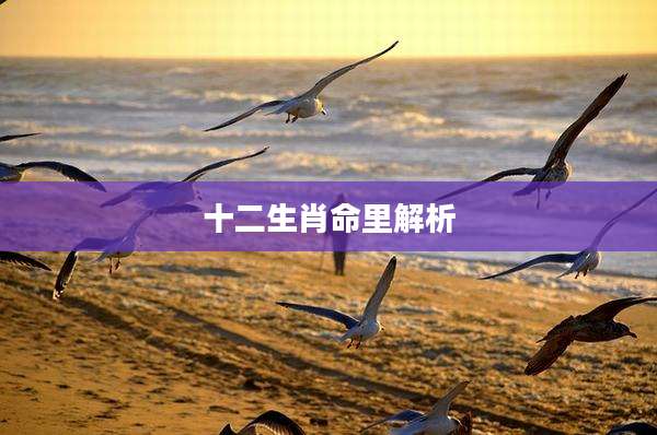 十二生肖命里解析
