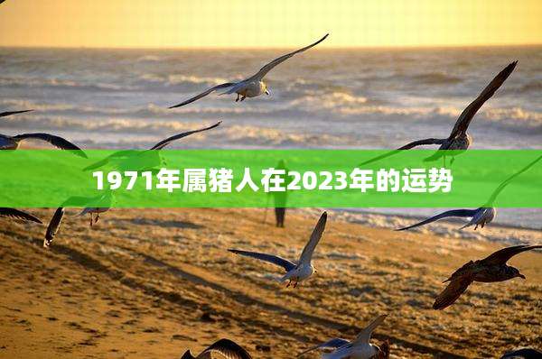 1971年属猪人在2023年的运势