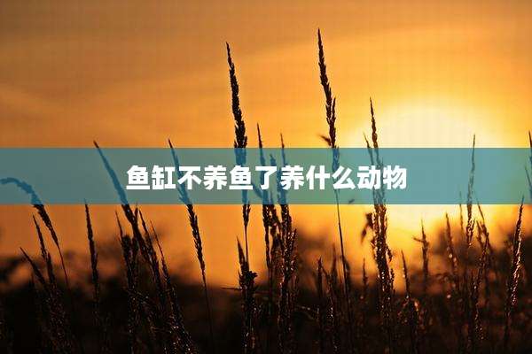鱼缸不养鱼了养什么动物