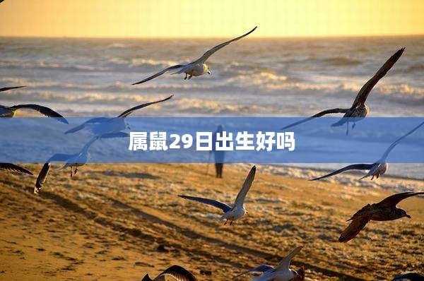 属鼠29日出生好吗