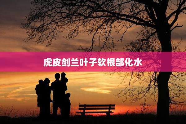 虎皮剑兰叶子软根部化水