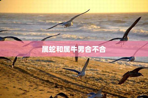 属蛇和属牛男合不合