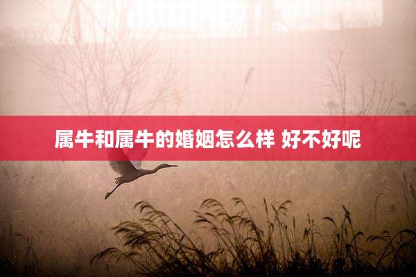 属牛和属牛的婚姻怎么样 好不好呢