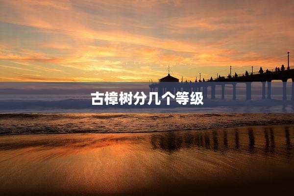 古樟树分几个等级