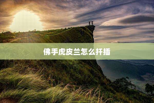 佛手虎皮兰怎么扦插