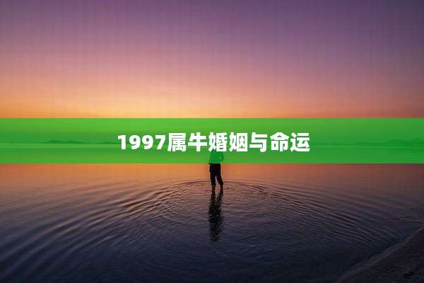 1997属牛婚姻与命运