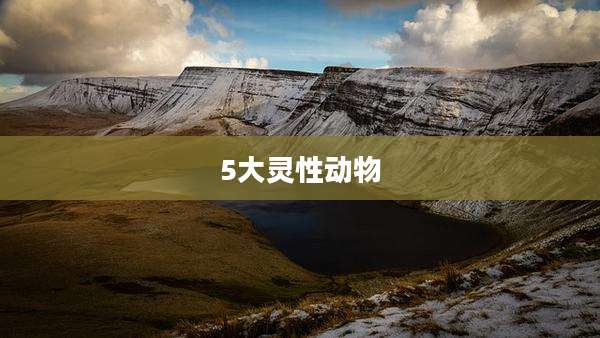 5大灵性动物