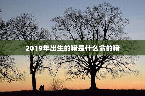 2019年出生的猪是什么命的猪