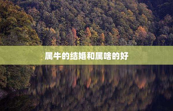 属牛的结婚和属啥的好