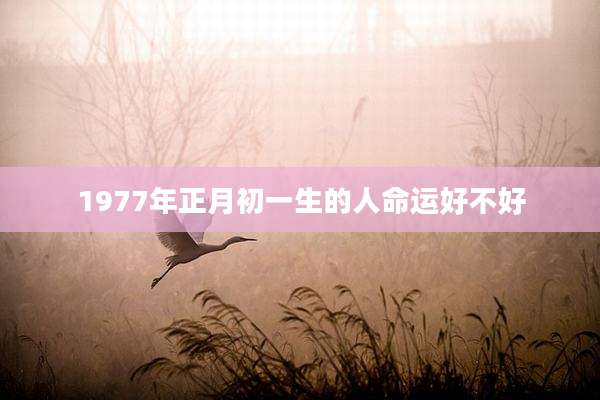 1977年正月初一生的人命运好不好
