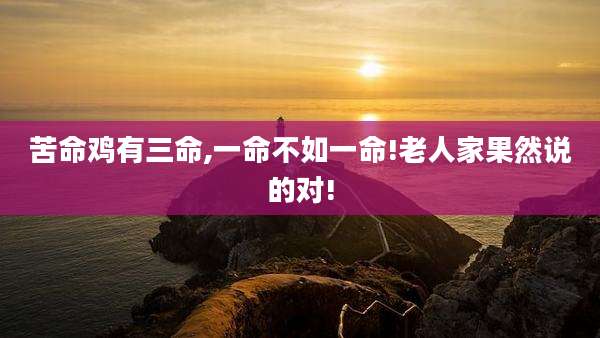 苦命鸡有三命,一命不如一命!老人家果然说的对!