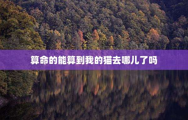 算命的能算到我的猫去哪儿了吗