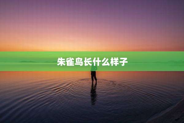 朱雀鸟长什么样子