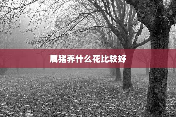 属猪养什么花比较好