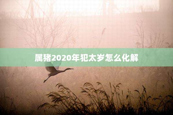 属猪2020年犯太岁怎么化解