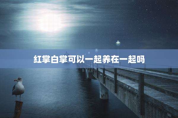 红掌白掌可以一起养在一起吗