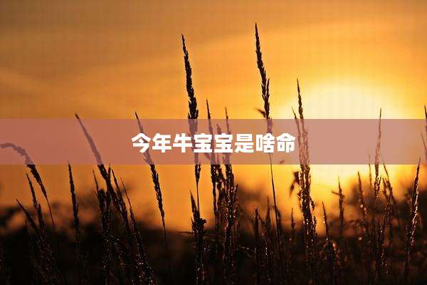 今年牛宝宝是啥命
