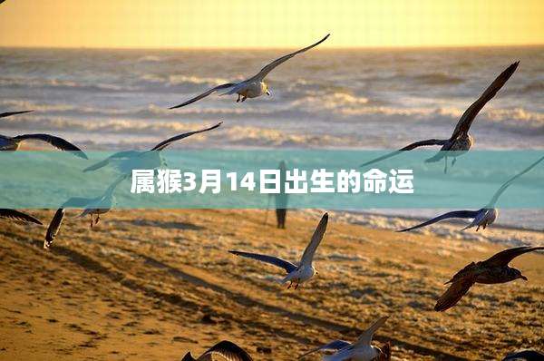 属猴3月14日出生的命运
