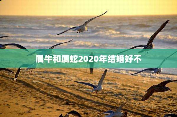 属牛和属蛇2020年结婚好不