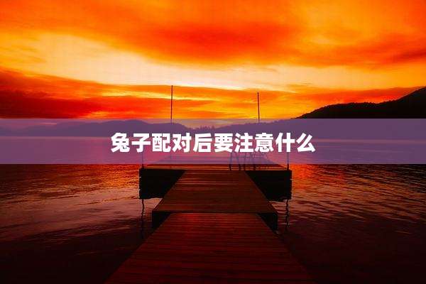 兔子配对后要注意什么