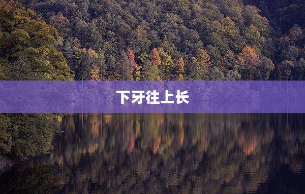 下牙往上长