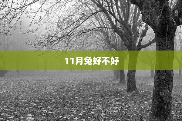 11月兔好不好