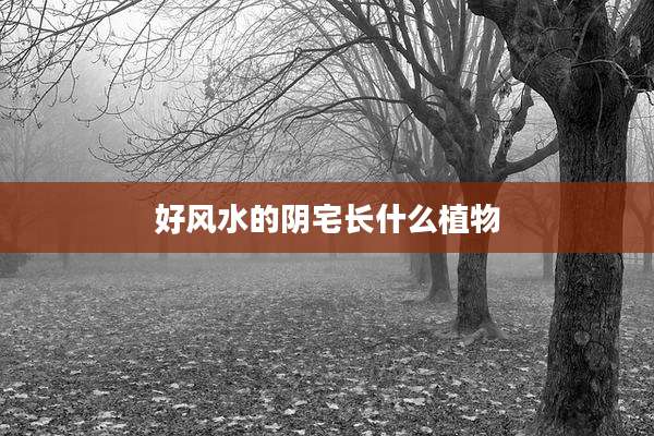 好风水的阴宅长什么植物