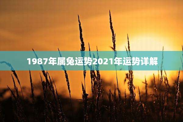 1987年属兔运势2021年运势详解