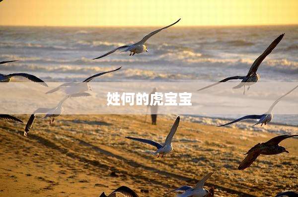姓何的虎宝宝