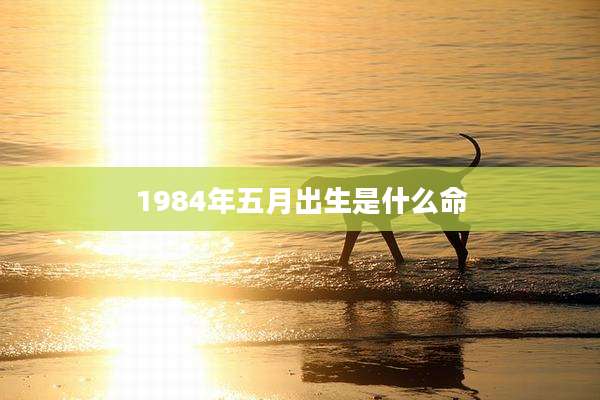 1984年五月出生是什么命