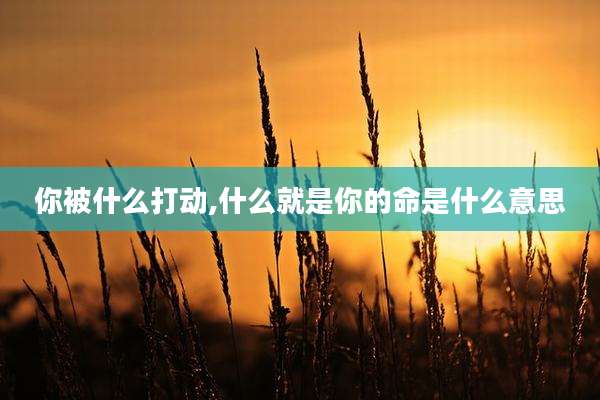 你被什么打动,什么就是你的命是什么意思