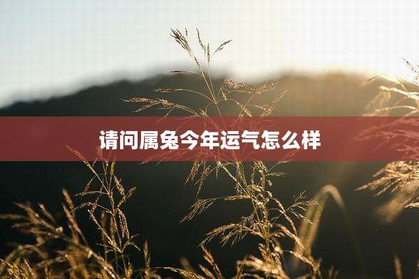 请问属兔今年运气怎么样