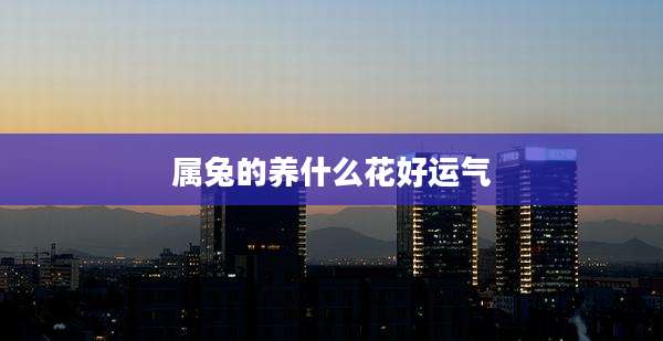 属兔的养什么花好运气