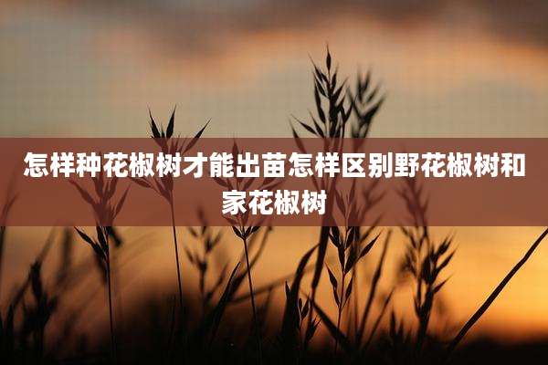 怎样种花椒树才能出苗怎样区别野花椒树和家花椒树