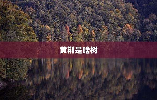 黄荆是啥树