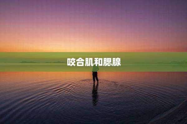 咬合肌和腮腺