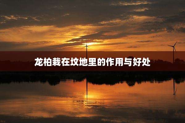 龙柏栽在坟地里的作用与好处