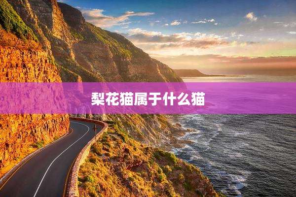 梨花猫属于什么猫
