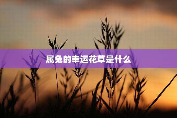 属兔的幸运花草是什么