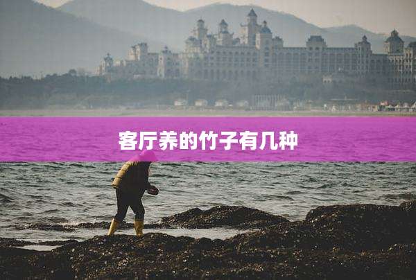 客厅养的竹子有几种