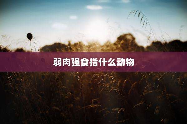 弱肉强食指什么动物