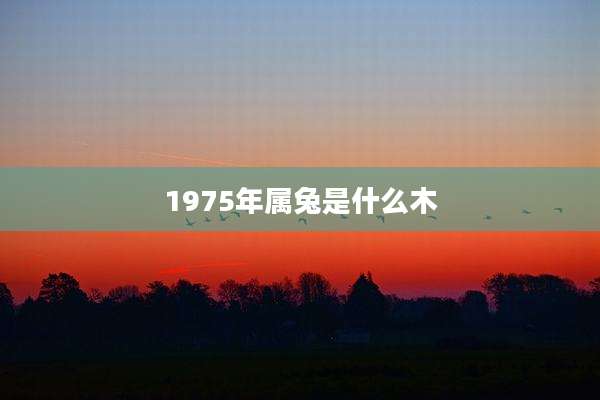 1975年属兔是什么木