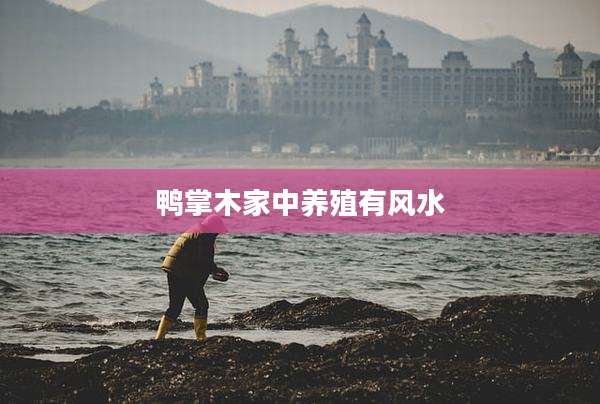 鸭掌木家中养殖有风水