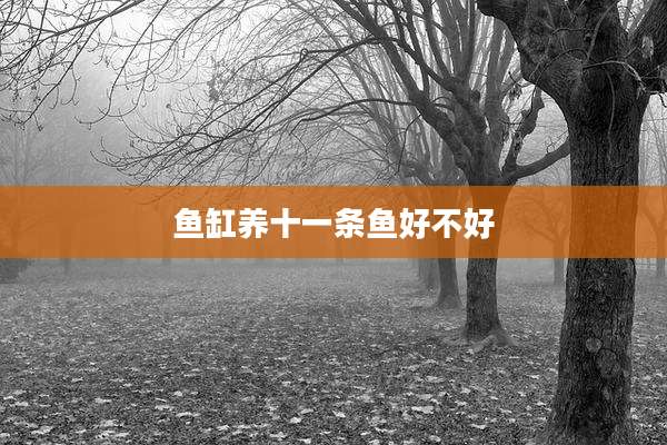 鱼缸养十一条鱼好不好